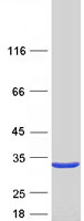 protq8tea8 dtd1 human recombinant protein