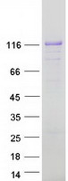 protq8ted9 afap1l1 human recombinant protein