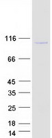 protq8tej3 sh3rf3 human recombinant protein