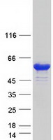 Coomassie blue staining of purified SNX29 protein