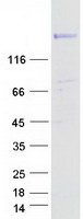 protq8teu7 ragef2 rapgef6 human recombinant protein