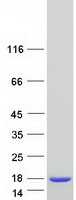 protq8tf09 dynlrb2 human recombinant protein