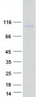 protq8tf30 whamm human recombinant protein