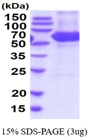 3ug by SDS-PAGE under reducing condition and visualized by coomassie blue stain