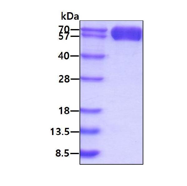 3ug by SDS-PAGE under reducing condition and visualized by coomassie blue stain