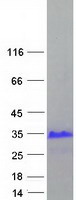 protq8wtp9 xage3 human recombinant protein