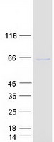 protq8wtq7 grk7 human recombinant protein