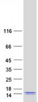 protq8wu43 c2orf15 human recombinant protein