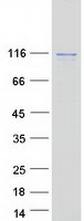 protq8wui4 hdac7a human recombinant protein
