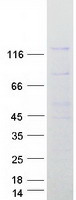Coomassie blue staining of purified NUP133 protein