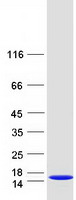 protq8wuw1 c3orf10 brk1 human recombinant protein