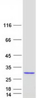 protq8wux2 chac2 human recombinant protein