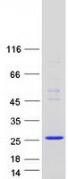 protq8wuy1 c8orf55 them6 human recombinant protein