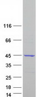 protq8wvf1 oscp1 human recombinant protein