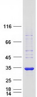 Coomassie blue staining of purified KCTD4 protein