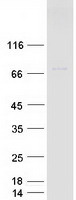 protq8wvv4 pof1b human recombinant protein