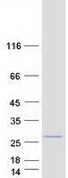 protq8ww12 pcnp human recombinant protein