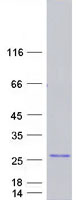 protq8ww33 gtsf1 human recombinant protein