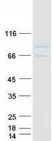 protq8ww52 fam151a human recombinant protein