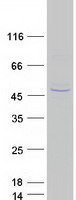protq8wwb5 pih1d2 human recombinant protein