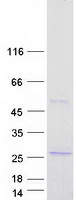 protq8wwf8 capsl human recombinant protein