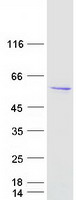 Coomassie blue staining of purified ASZ1 protein