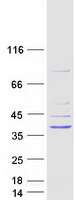 protq8wwp7 gimap1 human recombinant protein