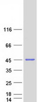 protq8wwv3 rtn4ip1 human recombinant protein