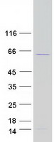 protq8wwy3 prpf31 human recombinant protein