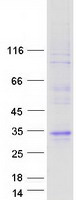 Coomassie blue staining of purified LCN9 protein