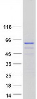 Coomassie blue staining of purified NELFB protein