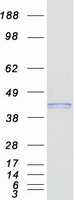 Coomassie blue staining of purified RSAD2 protein
