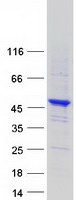 Coomassie blue staining of purified SYNE2 protein