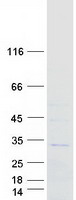 protq8wxh6 rab40a human recombinant protein