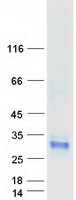 Coomassie blue staining of purified CLEC4D protein