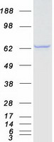 Coomassie blue staining of purified CTNNBL1 protein
