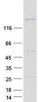 protq8wyk1 cntnap5 human recombinant protein