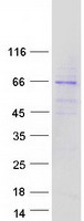 protq8wz60 klhl6 human recombinant protein
