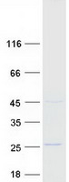 protq8wza0 lzic human recombinant protein