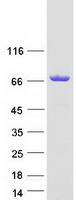 protq8wza9 irgq human recombinant protein