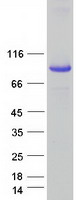Coomassie blue staining of purified SEC14L1 protein