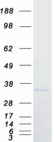 protq92530 psmf1 human recombinant protein