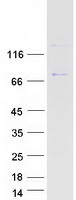 protq92543 snx19 human recombinant protein