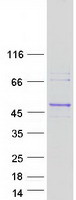 Coomassie blue staining of purified RGP1 protein