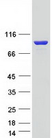 protq92556 elmo1 human recombinant protein