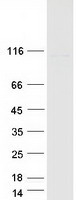 protq92562 fig4 human recombinant protein