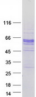 Coomassie blue staining of purified SPOCK2 protein