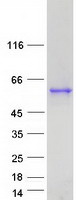 Coomassie blue staining of purified SEPTIN8 protein