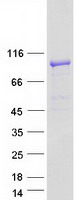 Coomassie blue staining of purified TBC1D5 protein