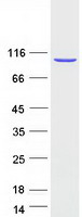 protq92636 nsmaf human recombinant protein
